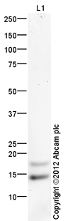 Anti-Histone H4 (asymmetric di methyl R3) antibody (ab129231) at 1 µg/ml + Calf Thymus Histone Preparation Nuclear Lysate at 0.25 µgSecondaryGoat Anti-Rabbit IgG H&L (HRP) (ab97051) at 1/10000 dilutiondeveloped using the ECL techniquePerformed under reducing conditions.