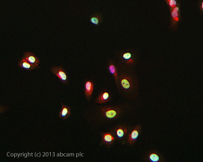 ICC/IF image of ab129231 stained MCF-7 cells. The cells were 4% formaldehyde fixed (10 min) and then incubated in 1%BSA / 10% normal goat serum / 0.3M glycine in 0.1% PBS-Tween for 1h to permeabilise the cells and block non-specific protein-protein interactions. The cells were then incubated with the antibody ab129231 at 1µg/ml overnight at +4°C. The secondary antibody (green) was DyLight® 488 goat anti- rabbit (ab96899) IgG (H+L) used at a 1/1000 dilution for 1h. Alexa Fluor® 594 WGA was used to label plasma membranes (red) at a 1/200 dilution for 1h. DAPI was used to stain the cell nuclei (blue) at a concentration of 1.43µM.