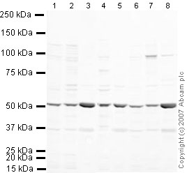 All lanes : Anti-MiTF antibody (ab20663) at 1 µg/mlLane 1 : NIH 3T3 (Mouse embryonic fibroblast cell line) Whole Cell Lysate (ab7179)Lane 2 : MEF1 (Mouse embryonic fibroblast cell line) Whole Cell LysateLane 3 : Brain (Mouse) Tissue LysateLane 4 : Testis (Mouse) Tissue Lysate - normal tissueLane 5 : Spinal Cord (Mouse) Tissue LysateLane 6 : Ovary (Mouse) Tissue Lysate - normal tissueLane 7 : PC12 (Rat adrenal pheochromocytoma cell line) Whole Cell LysateLane 8 : Brain (Rat) Tissue Lysate - normal tissueLysates/proteins at 10 µg per lane.SecondaryIRDye 680 Conjugated Goat Anti-Rabbit IgG (H+L) at 1/10000 dilutionPerformed under reducing conditions.
