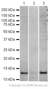 All lanes : Anti-Histone H4 (Biotinylated K5) antibody (ab17343) at 1 µg/mlLane 1 : HeLa nuclear extractLane 2 : HeLa nuclear extract with Human Histone H4 (biotinylated K5) peptide (ab17632) at 1 µg/mlLane 3 : HeLa nuclear extract with Human Histone H4 peptide (ab15825) at 1 µg/mlLysates/proteins at 20 µg per lane.SecondaryGoat Anti-Rabbit IgG H&L (HRP) preadsorbed (ab7090) at 1/10000 dilutionPerformed under reducing conditions.