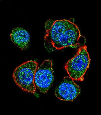 Immunocytochemistry/Immunofluorescence analysis of HeLa cells labeling MiTF (green) with ab170466. An Alexa Fluor® 488-conjugated goat anti-rabbit lgG was used as the secondary antibody. Actin filaments have been labelled with Alexa Fluor® 555 phalloidin (red). DAPI was used to stain the cell nuclei (blue).