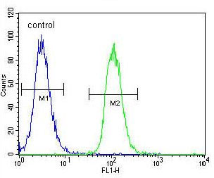 Flow cytometric analysis of K562 cells labeling MiTF with ab170466 (green), compared to negative control cells (blue). A FITC-conjugated goat-anti-rabbit IgG was used as the secondary antibody.