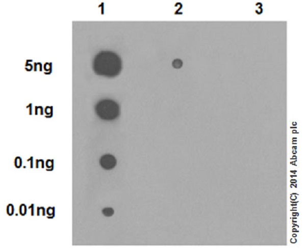 Dot blot analysis of crotonyl peptide (crotonyl K5) (Lane 1), crotonyl peptide (crotonyl K8) (Lane 2) and non- crotonyl peptide (Lane 3), labeled using ab177844 at 1/1000 dilution, followed by Goat Anti-Rabbit IgG, (H+L), Peroxidase conjugated secondary antibody at 1/1000 dilution.Blocking/Dilution buffer: 5% NFDM/TBST.