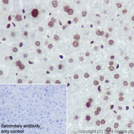Immunohistochemical analysis of paraffin-embedded mouse liver tissue labeling Histone H4 (crotonyl K5 + K8) with ab177844 at 1/100 dilution, followed by Goat Anti-Rabbit IgG H&L (HRP) (ab97051) secondary antibody at 1/500 dilution. Nucleus staining on mouse liver tissue is observed. Counter stained with Hematoxylin.Secondary antibody only control: Used PBS instead of primary antibody, secondary antibody is Goat Anti-Rabbit IgG H&L (HRP) (ab97051) at 1/500 dilution.
