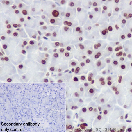 Immunohistochemical analysis of paraffin-embedded rat pancreas tissue labeling Histone H4 (crotonyl K5 + K8) with ab177844 at 1/100 dilution, followed by Goat Anti-Rabbit IgG H&L (HRP) (ab97051) secondary antibody at 1/500 dilution. Nucleus staining on rat pancreas tissue is observed. Counter stained with Hematoxylin.Secondary antibody only control: Used PBS instead of primary antibody, secondary antibody is Goat Anti-Rabbit IgG H&L (HRP) (ab97051) at 1/500 dilution.