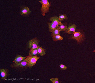 ICC/IF image of ab102959 stained DU145 cells. The cells were 4% formaldehyde fixed (10 min) and then incubated in 1%BSA / 10% normal goat serum / 0.3M glycine in 0.1% PBS-Tween for 1h to permeabilise the cells and block non-specific protein-protein interactions. The cells were then incubated with the antibody ab102959 at 5µg/ml overnight at +4°C. The secondary antibody (green) was DyLight® 488 goat anti- rabbit (ab96899) IgG (H+L) used at a 1/250 dilution for 1h. Alexa Fluor® 594 WGA was used to label plasma membranes (red) at a 1/200 dilution for 1h. DAPI was used to stain the cell nuclei (blue) at a concentration of 1.43µM.
