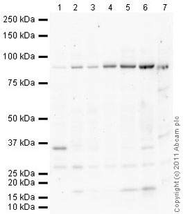 All lanes : Anti-Mitofusin 1 antibody (ab107129) at 1 µg/mlLane 1 : Kidney (Human) Tissue Lysate - adult normal tissue (ab30203)Lane 2 : Kidney (Mouse) Tissue Lysate Lane 3 : Kidney (Rat) Tissue LysateLane 4 : Heart (Human) Tissue Lysate - adult normal tissue (ab29431)Lane 5 : Heart (Mouse) Tissue Lysate Lane 6 : Heart (Rat) Tissue Lysate Lane 7 : HeLa (Human epithelial carcinoma cell line) Whole Cell Lysate Lysates/proteins at 10 µg per lane.SecondaryGoat polyclonal Secondary Antibody to Chicken IgY - H&L (HRP) at 1/3000 dilutiondeveloped using the ECL techniquePerformed under reducing conditions.