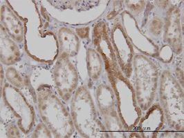 Mitofusin 2 antibody (ab56889) used in immunohistochemistry at 3ug/ml on formalin fixed and paraffin embedded human kidney.
