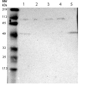 All lanes : Anti-MKRN1 antibody (ab121106) at 1/250 dilutionLane 1 : RT4 cell lysateLane 2 : U251 MG cell lysateLane 3 : A431 cell lysateLane 4 : Human Liver lysateLane 5 : Human Tonsil lysatedeveloped using the ECL technique10-20% SDS PAGE