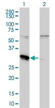 All lanes : Anti-MLF2 antibody (ab56378) at 5 µg/mlLane 1 : 50 µg/lane of transfected 293T cell line lysateLane 2 : 50 µg/lane of non-transfected 293T cell line lysateSecondaryGoat anti mouse IgG (H&L)-HRP conjugate at 1/2500 dilution