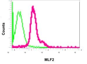 Flow Cytometrical analysis of permeabilized Jurkat cells labeling MLF2 with ab180184 at 1/10 (red) or a rabbit IgG negative (green).