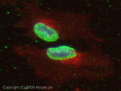 ICC/IF image of ab47703 stained HeLa cells. The cells were 100% methanol fixed (5 min) and then incubated in 1%BSA / 10% normal goat serum / 0.3M glycine in 0.1% PBS-Tween for 1h to permeabilise the cells and block non-specific protein-protein interactions. The cells were then incubated with the antibody (ab47703, 5µg/ml) overnight at +4°C. The secondary antibody (green) was Alexa Fluor® 488 goat anti-rabbit IgG (H+L) used at a 1/1000 dilution for 1h. Alexa Fluor® 594 WGA was used to label plasma membranes (red) at a 1/200 dilution for 1h. DAPI was used to stain the cell nuclei (blue) at a concentration of 1.43µM. This antibody also gave a positive result in 100% methanol fixed (5 min) Hek293, HepG2 and MCF7 cells at 5µg/ml.