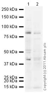 All lanes : Anti-MLH1 antibody (ab47703) at 1 µg/mlLane 1 : Spleen (Mouse) Tissue LysateLane 2 : Spleen (Rat) Tissue Lysate Lysates/proteins at 10 µg per lane.SecondaryGoat polyclonal to Rabbit IgG - H&L - Pre-Adsorbed (HRP) (ab65484) at 1/5000 dilutiondeveloped using the ECL techniquePerformed under reducing conditions.