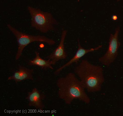 ICC/IF image of ab26104 stained human HeLa cells. The cells were methanol fixed (5 min), permabilised in 0.1% PBS-Tween (20 min) and incubated with the antibody (ab26104, 1µg/ml) for 1h at room temperature. 1%BSA / 10% normal goat serum / 0.3M glycine was used to block non-specific protein-protein interactions. The secondary antibody (green) was Alexa Fluor® 488 goat anti-rabbit IgG (H+L) used at a 1/1000 dilution for 1h. Alexa Fluor® 594 WGA was used to label plasma membranes (red). DAPI was used to stain the cell nuclei (blue). This antibody also gave a positive IF result in HEK 293, HepG2 and MCF7 cells. However, this Fast-Track antibody is not yet fully characterised. This image represents inconclusive preliminary data.