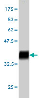Western blot against tagged recombinant protein immunogen using ab55446 MLLT1 antibody at 1ug/ml.