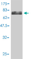 Western blot against tagged recombinant protein immunogen using ab55447 MLLT6 antibody at 1ug/ml.