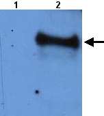 All lanes : Anti-MLO3 antibody (ab21859) at 1/1000 dilutionLane 1 : Total protein extract from E. coli with ~50ng to 100ng of a negative control fusion protein with an irrelevant antigen at 20 ugLane 2 : Total protein extract from E. coli with ~50ng to 500ng of the antigen fusion protein at 20 ugSecondaryRabbit anti-mouse IgG + IgM, (H+L) horseradish peroxidase conjugated at 1/5000 dilution