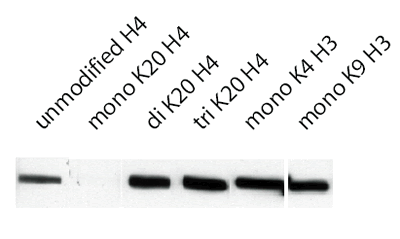 Rabbit polyclonal to Histone H4 mono methyl K20 at 1/1000 on histone prep (Sigma).Peptide competition (shown above lanes) at 1ug/ml.This peptide blocking study shows that ab9051 is specific for Histone H4 (mono methyl K20). The activity of the antibody is specifically blocked by the addition of the H4 mono methyl peptide (ab17043).