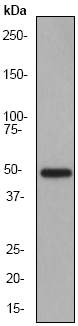 Anti-MMP3 antibody [EP1186Y] (ab52915) at 1/1000 dilution + Recombinant protein (0.5ng)SecondaryGoat anti-Rabbit HRP labeled at 1/2000 dilution