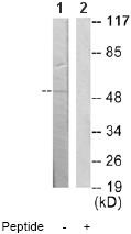 All lanes : Anti-MNK1 antibody (ab65106) at 1/500 dilutionLane 1 : Extracts from HuvEc cellsLane 2 : Extracts from HuvEc cells with immunising peptide at 5 µgLysates/proteins at 5 µg per lane.