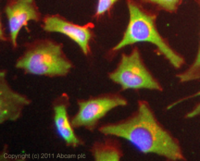 ICC/IF image of ab84345 stained HeLa cells. The cells were 100% methanol fixed (5 min) and then incubated in 1%BSA / 10% normal goat serum / 0.3M glycine in 0.1% PBS-Tween for 1h to permeabilise the cells and block non-specific protein-protein interactions. The cells were then incubated with the antibody (ab84345, 1µg/ml) overnight at +4°C. The secondary antibody (green) was Alexa Fluor® 488 goat anti-rabbit IgG (H+L) used at a 1/1000 dilution for 1h. Alexa Fluor® 594 WGA was used to label plasma membranes (red) at a 1/200 dilution for 1h. DAPI was used to stain the cell nuclei (blue) at a concentration of 1.43µM.