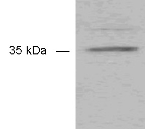 Anti-Monoacylglycerol Lipase antibody (ab24701) at 1/200 dilution + Rat brown fat at 20 µg