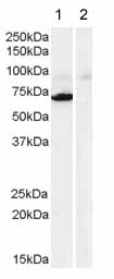 All lanes : Anti-Monoamine Oxidase A antibody (ab40835) at 0.3 µg/mlLane 1 : Human heart lysateLane 2 : Human heart lysate with immunising peptideLysates/proteins at 35 µg per lane.developed using the ECL technique