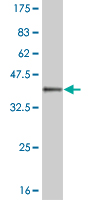 Western blot against tagged recombinant protein immunogen using ab55719 MOX1 antibody at 1ug/ml.