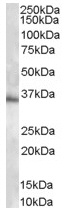 Anti-MPG antibody (ab37983) at 1 µg/ml + HEK293 lysate (RIPA buffer, 35µg total protein per lane). developed using the ECL technique