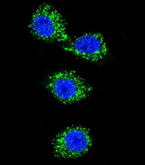 Immunofluorescent analysis of MDA-MB23 cells labeling MPP3 with ab171369 at 1/10 dilution followed by Alexa Fluor 488-conjugated goat anti-rabbit lgG (green) and DAPI staining.