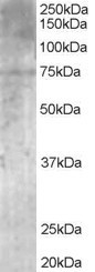 Anti-MPP5 antibody (ab20511) at 1 µg/ml + Human brain lysate at 35 µgdeveloped using the ECL technique