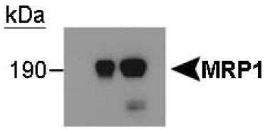 All lanes : Anti-MRP1 antibody [IU2H10] (ab32574)Lane 1 : Vector-transfected HEK293 cellsLane 2 : MRP1-transfected cells, prep1Lane 3 : MRP1-transfected cells, prep2 (the lower band is a degradation product)
