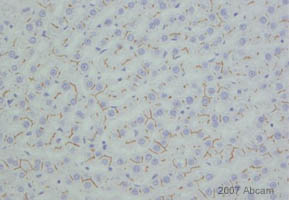 ab3373 at 1/200 staining rat liver tissue sections by Immunohistochemistry (Formalin/PFA-fixed paraffin-embedded sections). The tissue was formaldehyde fixed and then heat mediated antigen retrieval was performed using citrate buffer. The antibody was incubated with the tissue for 1 hour. An HRP conjugated goat anti-mouse antibody was used as the secondary.See Abreview