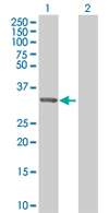 All lanes : Anti-MRPL1 antibody (ab67245) at 1/500 dilutionLane 1 : MRPL1 transfected 293T cell lysateLane 2 : Non-transfected 293T cell lysateLysates/proteins at 25 µg/ml per lane.SecondaryGoat Anti-Mouse IgG (H&L)-HRP Conjugate at 1/2500 dilution