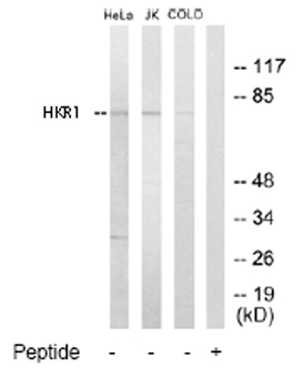 All lanes : Anti-HKR1 antibody (ab65010) at 1/500 dilutionLane 1 : Extracts from Hela cellsLane 2 : Extracts from Jurkat cellsLane 3 : Extracts from COLO205 cellsLane 4 : Extracts from COLO205 cells with immuizing peptideLysates/proteins at 5 µg per lane.
