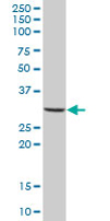 Anti-MS4A4A antibody (ab67134) at 1/500 dilution + human spleen tissue lysate at 25 µg/mlSecondaryGoat Anti-Mouse IgG (H&L)-HRP Conjugate at 1/2500 dilution