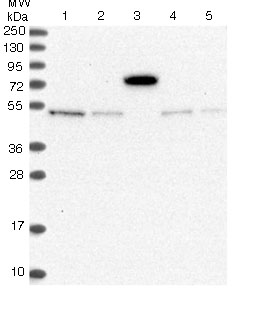 All lanes : Anti-MSANTD2 antibody (ab122502) at 1/250 dilutionLane 1 : RT 4 cell lysateLane 2 : U 251 MG cell lysateLane 3 : Human Plasma lysateLane 4 : Human Liver lysateLane 5 : Human Tonsil lysatedeveloped using the ECL technique