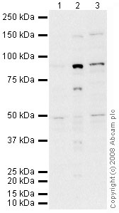All lanes : Anti-MSK2 / RSK-B antibody (ab42101) at 1 µg/mlLane 1 : HeLa (Human epithelial carcinoma cell line) Whole Cell Lysate Lane 2 : HeLa (Human epithelial carcinoma cell line) Nuclear Lysate Lane 3 : HepG2 (Human hepatocellular liver carcinoma cell line) Whole Cell Lysate Lysates/proteins at 10 µg per lane.SecondaryGoat polyclonal to Rabbit IgG - H&L - Pre-Adsorbed (HRP) at 1/3000 dilutionPerformed under reducing conditions.