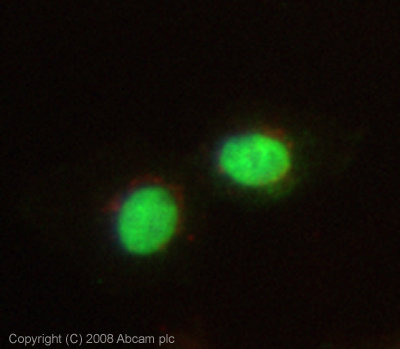 ICC/IF image of ab42101 stained MCF7 cells. The cells were 4%PFA fixed (10 min) and then incubated in 1%BSA / 10% normal goat serum / 0.3M glycine in 0.1% PBS-Tween for 1h to permeabilise the cells and block non-specific protein-protein interactions. The cells were then incubated with the antibody (ab42101, 1µg/ml) overnight at +4°C. The secondary antibody (green) was Alexa Fluor® 488 goat anti-rabbit IgG (H+L) used at a 1/1000 dilution for 1h. Alexa Fluor® 594 WGA was used to label plasma membranes (red) at a 1/200 dilution for 1h. DAPI was used to stain the cell nuclei (blue). This antibody also gave a positive IF result in HeLa, Hek293 and HepG2 cells fixed in 4%PFA at 1ug/ml and HeLa, Hek293, HepG2 and MCF7 cells fixed in 100% methanol at 5ug/ml.