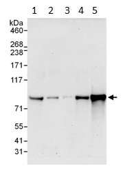 All lanes : Anti-MSK2 / RSK-B antibody (ab99411) at 0.04 µg/mlLane 1 : HeLa whole cell lysate at 50 µgLane 2 : HeLa whole cell lysate at 15 µgLane 3 : HeLa whole cell lysate at 5 µgLane 4 : 293T whole cell lysate at 50 µgLane 5 : NIH 3T3 whole cell lysate at 50 µgdeveloped using the ECL technique