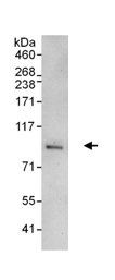 Detection of MSK2 / RSK-B in immunoprecipitates of HeLa whole cell lysate (1 mg lysate for IP, 20% of IP loaded on gel) using ab99411 at 3 µg/mg lysate for IP, and at 1 µg/ml for the subsequent western blot. Detection: chemiluminescence with an exposure time of 30 seconds.