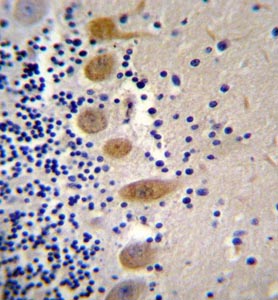 Immunohistochemical analysis of formalin fixed and paraffin embedded Human cerebellum tissue labeling MST1 with ab170767 at 1/10 dilution, followed by peroxidase conjugation of the secondary antibody and DAB staining.