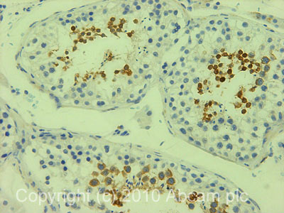 IHC image of MSY2/BOX2 staining in human testis formalin fixed paraffin embedded tissue section, performed on a Leica BondTM system using the standard protocol F. The section was pre-treated using heat mediated antigen retrieval with sodium citrate buffer (pH6, epitope retrieval solution 1) for 20 mins. The section was then incubated with ab33164, 1µg/ml, for 15 mins at room temperature and detected using an HRP conjugated compact polymer system. DAB was used as the chromogen. The section was then counterstained with haematoxylin and mounted with DPX.