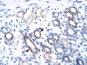 Human kidney tissue stained with ab28643 at 4 µg/ml. The arrows point to the epithelial cells of the renal tubule [positive label] (400X magnification).
