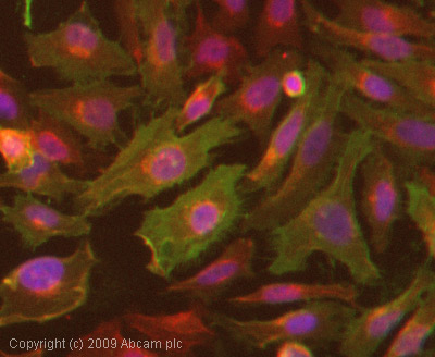 ICC/IF image of ab7855 stained HeLa cells. The cells were 4% PFA fixed (10 min) and then incubated in 1%BSA / 10% normal goat serum / 0.3M glycine in 0.1% PBS-Tween for 1h to permeabilise the cells and block non-specific protein-protein interactions. The cells were then incubated with the antibody (ab7855, 1/200 dilution) overnight at +4°C. The secondary antibody (green) was Alexa Fluor® 488 goat anti-mouse IgG (H+L) used at a 1/1000 dilution for 1h. Alexa Fluor® 594 WGA was used to label plasma membranes (red) at a 1/200 dilution for 1h. DAPI was used to stain the cell nuclei (blue) at a concentration of 1.43µM.
