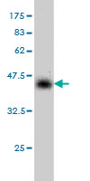 Western blot against tagged recombinant protein immunogen using ab55522 MTF1 antibody at 1ug/ml.