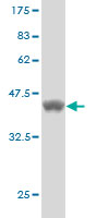 Western blot against tagged recombinant protein immunogen using ab55532 MTM1 antibody at 1ug/ml.