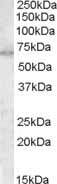 Anti-MTM1 antibody (ab1350) at 0.3 µg/ml + Whole cell lysate from human HepG2 cell line (35µg protein in RIPA buffer)