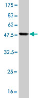 Western blot against tagged recombinant protein immunogen using ab56780 MTSS1 antibody at 1ug/ml.