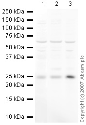 All lanes : Anti-mtTFA antibody (ab47517) at 1 µg/mlLane 1 : HeLa (Human epithelial carcinoma cell line) Whole Cell Lysate Lane 2 : Jurkat (Human T cell lymphoblast-like cell line) Whole Cell Lysate Lane 3 : A431 (Human epithelial carcinoma cell line) Whole Cell Lysate Lysates/proteins at 10 µg per lane.SecondaryIRDye 680 Conjugated Goat Anti-Rabbit IgG (H+L) at 1/10000 dilutionPerformed under reducing conditions.